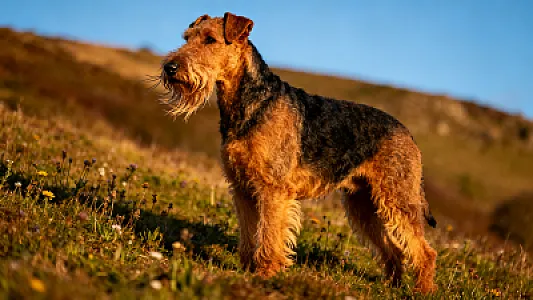 Airedale Terrier