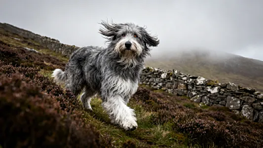 Bearded Collie