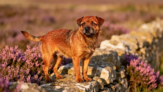 Border Terrier