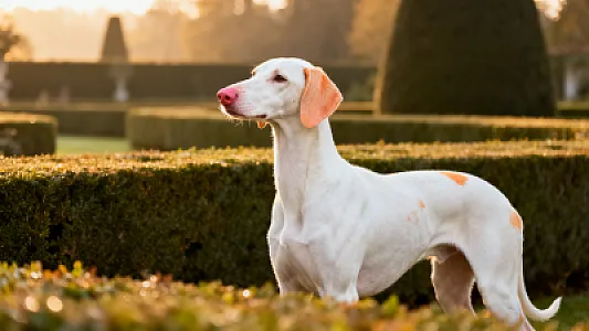 Braque Saint-Germain