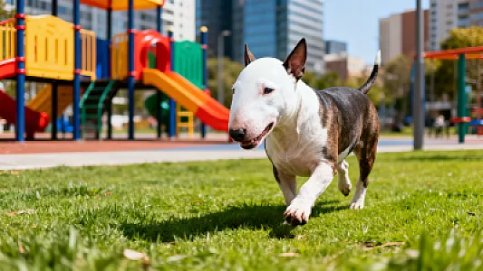 Bull Terrier
