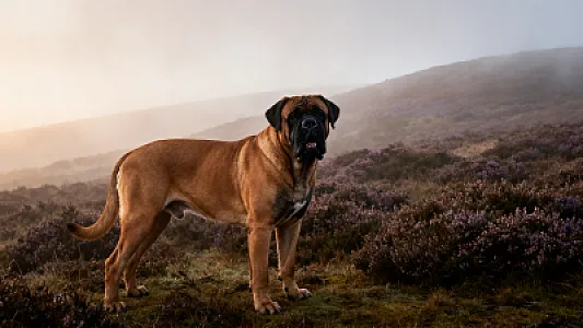 Bullmastiff