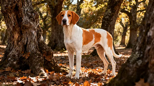 Chien courant espagnol