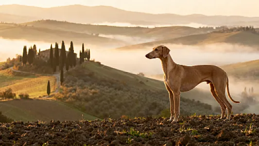 Chien courant italien