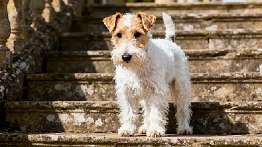 Fox-Terrier