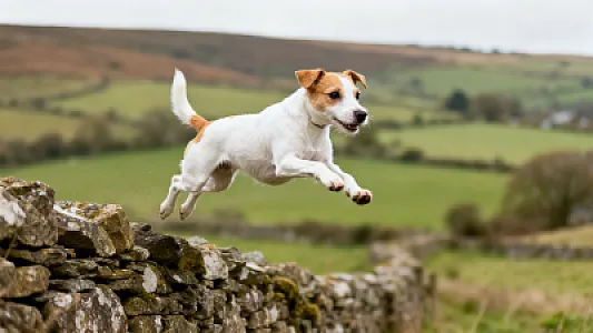 Parson Russell Terrier