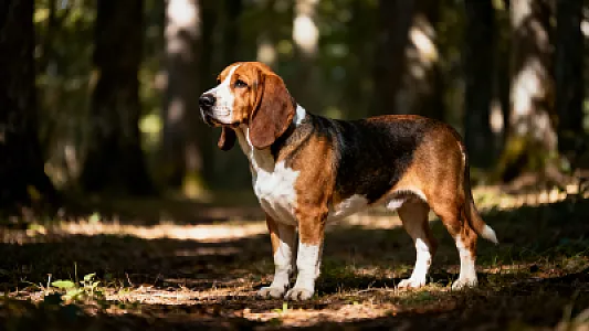 Petit Gascon saintongeois