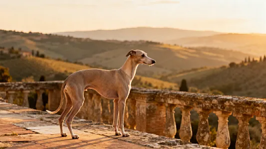 Petit Lévrier italien