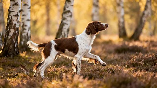 Petit Münsterländer