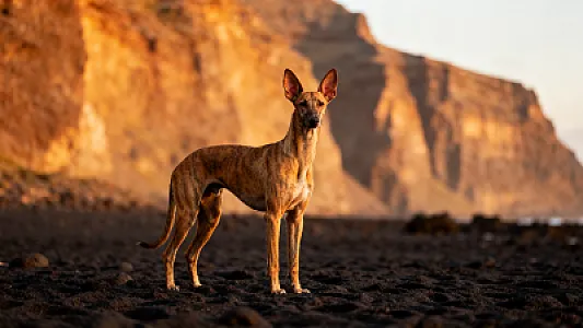 Podenco canario
