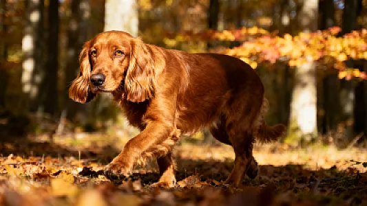 Sussex Spaniel