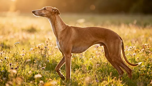 Whippet
