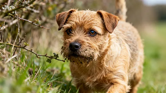 Norfolk Terrier et Norwich Terrier