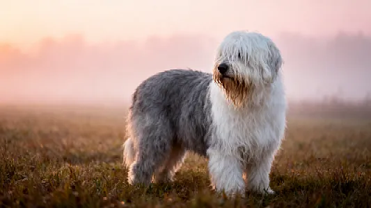 Berger polonais de plaine