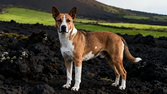 Cão fila de São Miguel