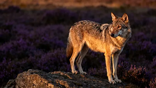 Chien-loup de Saarloos