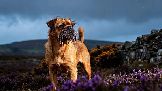 Griffon fauve de Bretagne