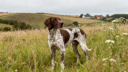 Ancien chien d'arrêt danois
