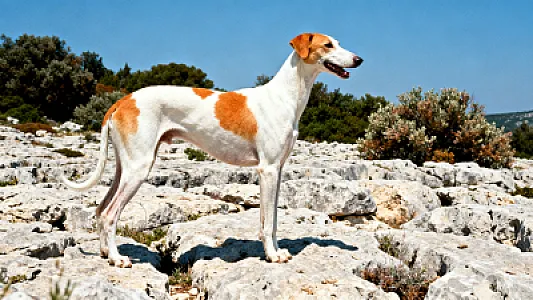 Chien courant d'Istrie