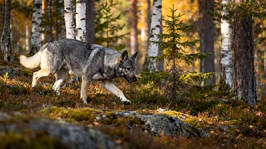 Chien d'élan suédois