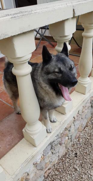 Shasta 3 ans a donner