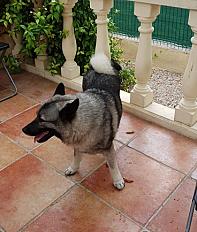 Shasta 3 ans a donner - Photo 2