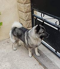 Shasta 3 ans a donner - Photo 3
