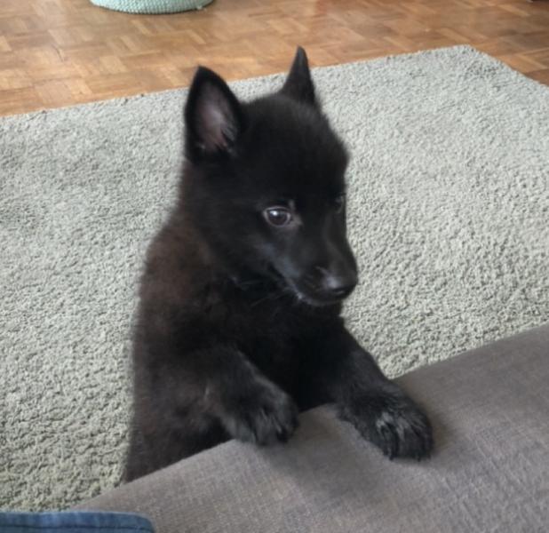 Donne chiot Schipperke de 3 mois 1/2