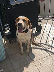 Caramel, brachet allemand à donner