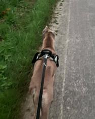 Chienne thaïlandaise à donner