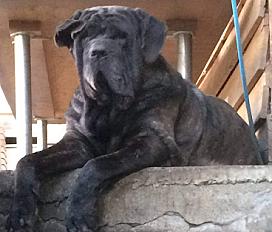 Matin de Naples à donner