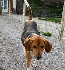 Donner contre bon soins, harrier