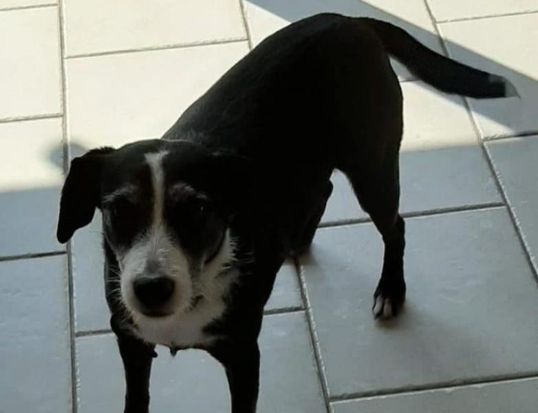 Donne croisé terrier