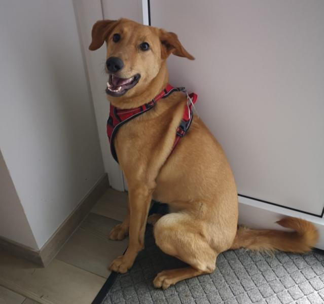 À donner chienne Beldi 1 an, lévrier afghan