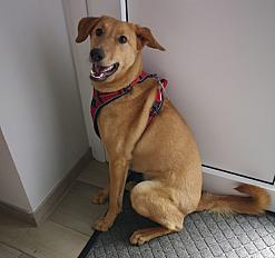 À donner chienne Beldi 1 an, lévrier afghan