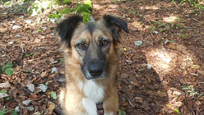 Chienne croisée Berger de l'Atlas à donner en Savoie