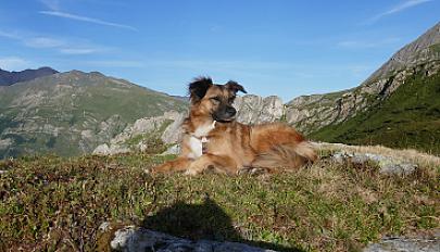 Chienne croisée Berger de l'Atlas à donner en Savoie - Photo 2