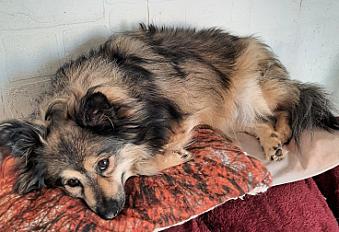 Donne spitz de Norbotten dans le Loiret