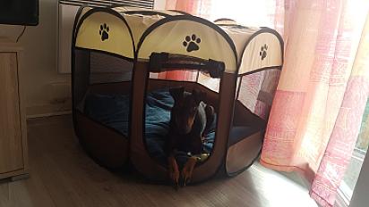 Donne contre bon soin, Manchester Terrier dans les Deux Sèvres