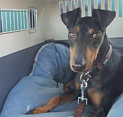 Donne contre bon soin, Manchester Terrier dans les Deux Sèvres - Photo 2