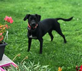 Donne à contre cœur adorable Pepsi, chien courant serbe dans le Bas Rhin