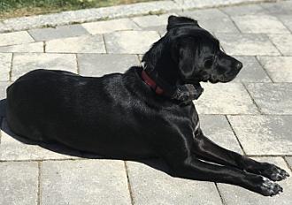 Donne à contre cœur adorable Pepsi, chien courant serbe dans le Bas Rhin - Photo 2