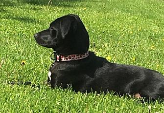 Donne à contre cœur adorable Pepsi, chien courant serbe dans le Bas Rhin - Photo 3