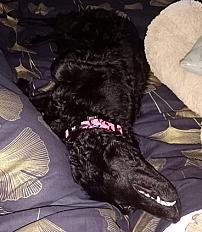 Chienne Mudi à donner en Haute Garonne