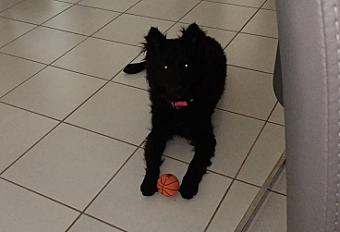 Chienne Mudi à donner en Haute Garonne - Photo 2
