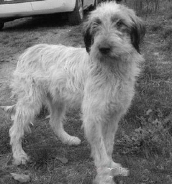 Donne jeune chien griffon vendéen croisé setter dans l'Ain