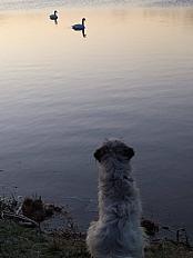 Donne jeune chien griffon vendéen croisé setter dans l'Ain - Photo 2