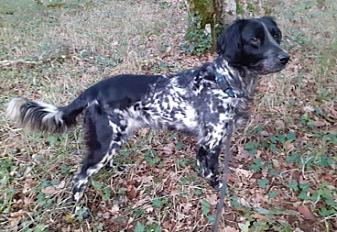 Donne Grand Munsterlander dans le Lot