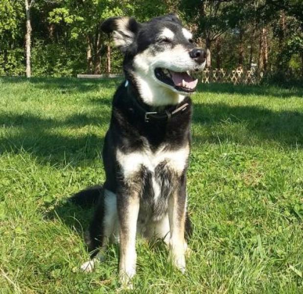 Cherche un foyer aimant pour ma chienne berger finnois de laponie en Ille et Vilaine