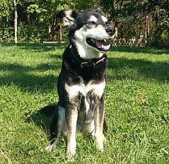 Cherche un foyer aimant pour ma chienne berger finnois de laponie en Ille et Vilaine